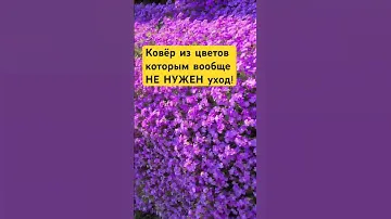 5 ковровых малоуходных многолетников (очень красиво!)