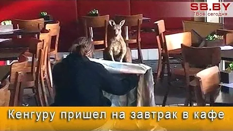Кенгуру пришел на завтрак в кафе