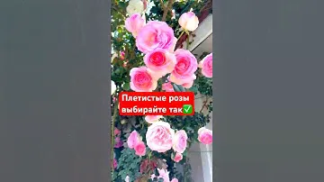 Плетистые РОЗЫ🌹Как выбрать?