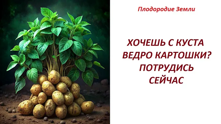 Грядки под картофель и измеряем БРИКС №102/24