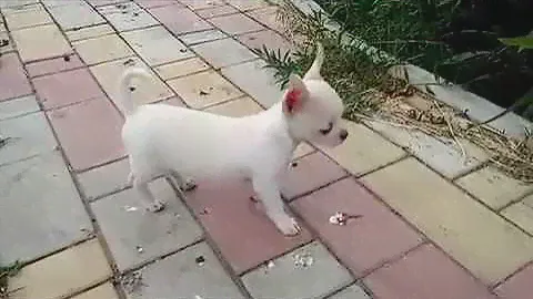 Белый мальчик чихуахуа / White chihuahua boy