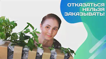 Садовод в шоке. Посылка застряла, саженцы страдают...