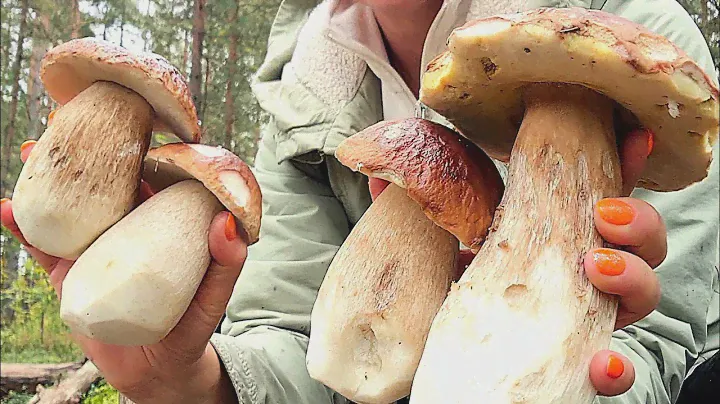 Грибное сновидение или куда ехать за грибами на выходные. Места вести 26.09.2024 #грибы #сбор грибов