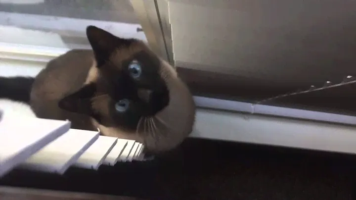 Сиамский кот разговаривает =^..^= СИАМСКИЕ КОШКИ