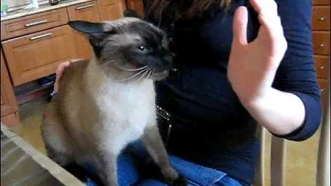 сиамский кот злой как собака
