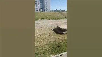 Корупция в бердске