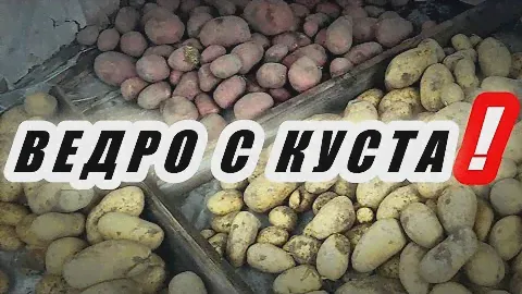 Лучшие СОРТА КАРТОФЕЛЯ для средней полосы. СЕМЕННОЙ КАРТОФЕЛЬ. Элитные сорта картошки.