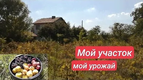 Болгария. Дом, участок. Урожай гниёт и портится.