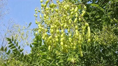 СОФОРА ЯПОНСКАЯ ОТ 1001 БОЛЕЗНИ. ДЕЛАЮ НАСТОЙКУ ОТ ИЗЖОГИ И СУСТАВОВ
