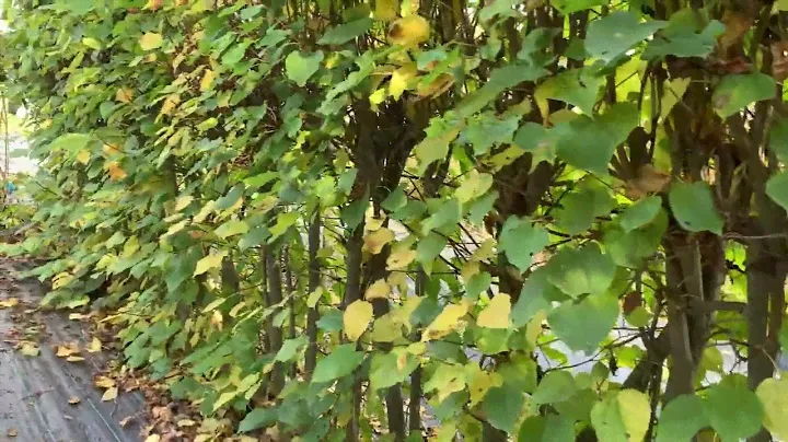 Живые изгороди из липы осенью. Сравнение мелколистной и крупнолистной. 16.10.22