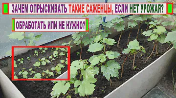 🍇 Почему об ЭТОМ МОЛЧАТ? Как обрабатывать от БОЛЕЗНЕЙ МОЛОДЫЕ САЖЕНЦЫ ВИНОГРАДА и школку?