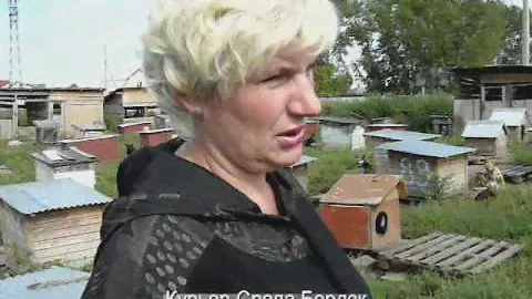 Бердский приют животных