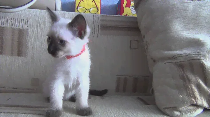 Тайский котенок 2 мес.