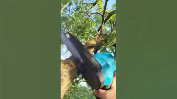 Публикуем видео-отзыв покупателя👍🏻 а для каких целей вы купили бы такую пилу?) #бесщеточный