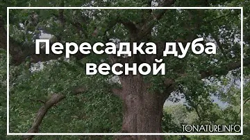Пересадка дуба весной | toNature.Info