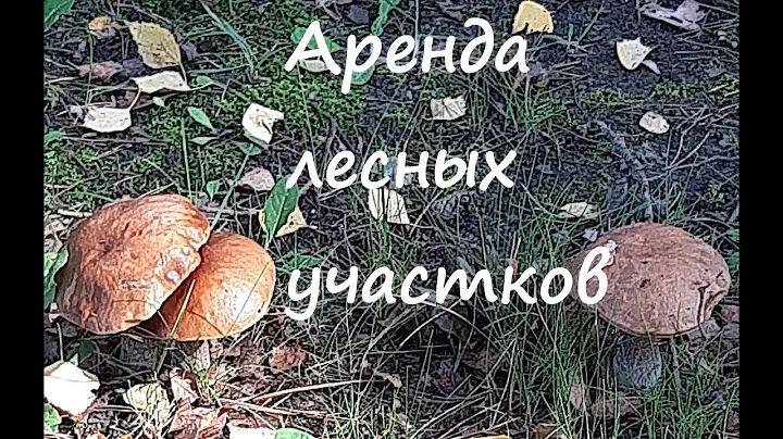 аренда лесных участков