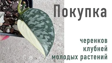 №94. Покупка растений через частные объявления. Что купить - черенки, клубни, луковицы?
