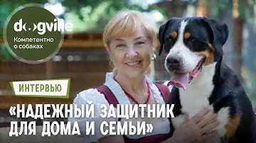 Большой Швейцарский зенненхунд – Надежный охранник – Питомник «Зенненхунд России»