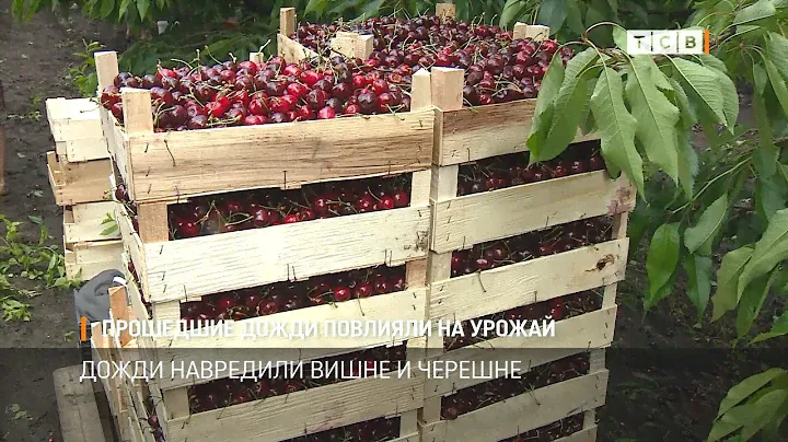 Прошедшие дожди повлияли на урожай