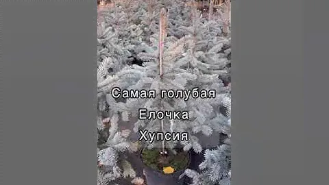 Питомник растений: голубые елки