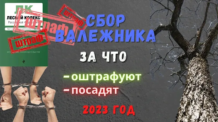 Сбор валежника 🪵 в лесу🌳🌲:  сроки👐, штрафы ₽. Новые правила с 2023 года