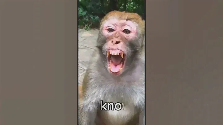 умная  манки #monkey #shots #bibimonkey #манки #пон