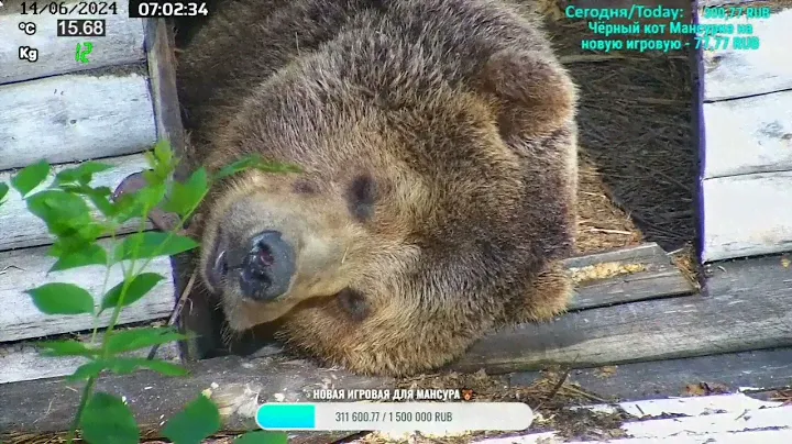 Мансур 🤎 Медведь сделает мягкую грядку из сена 🌿🌙🌾 The Bear makes a cosy bed of hay.