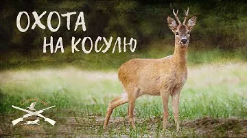 Увлекательная охота на самца косули (Охотничий дневник №10)