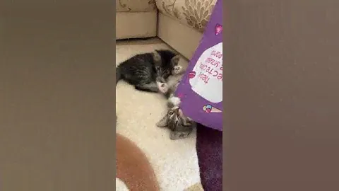 Котята 2мес. в добрые руки #котята #вдобрыеруки