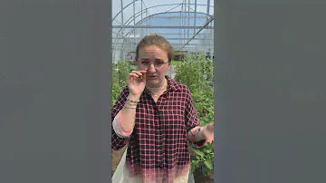 Махровые цветы у томата