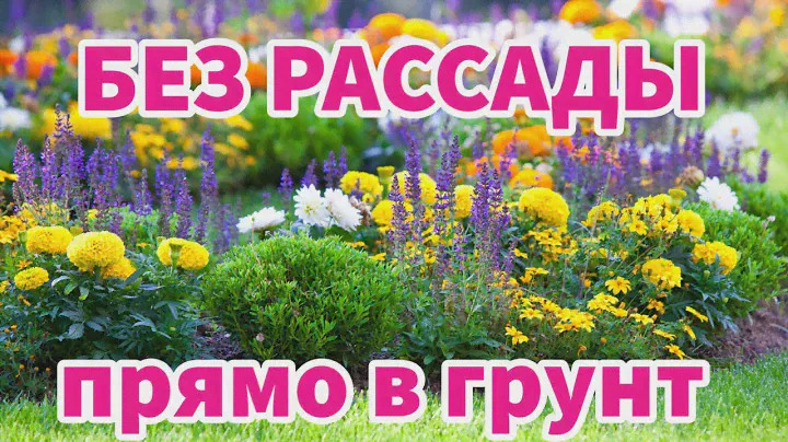 ЭТИ ЦВЕТЫ МОЖНО СЕЯТЬ СРАЗУ В ГРУНТ. Однолетники без рассады, цветущие все лето