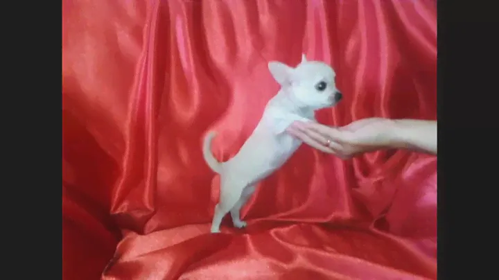 #2 Красивые Щенки чихуахуа белые мини, мальчик и девочка Донецк. Micro Chihuahua White female.