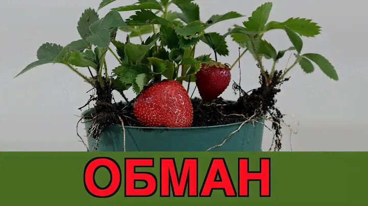 Выращивание клубники из семян. Разоблачение обмана.