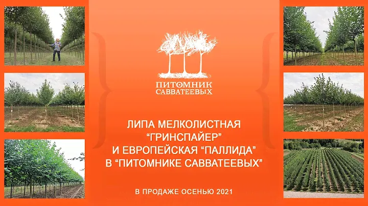 Липы мелколистная "Гринспайер" и европейская "Паллида" в "Питомнике Савватеевых"