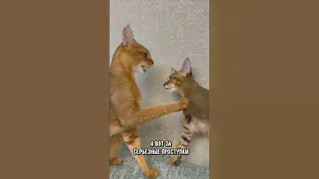 Как кошка наказывает котят  #кот #коты