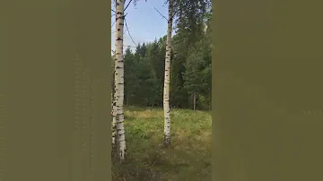 Участок 16 соток