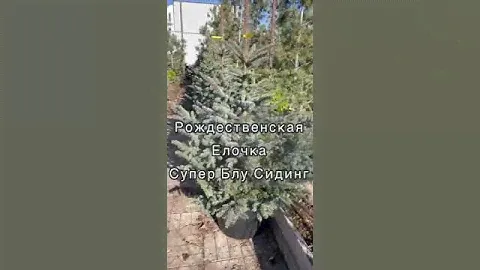 Питомник "Гринландия": Рождественские ели для сада