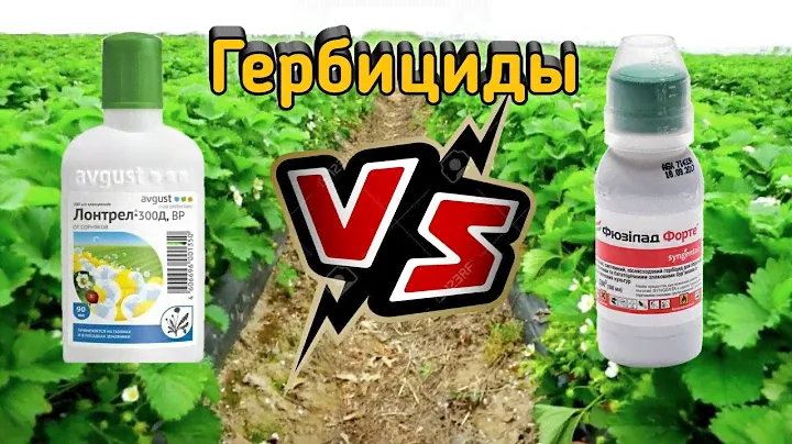 🍓Гербициды для клубники.🍓 Сравнение Фюзилад форте и Лонтрел 300Д. Belklubnika.by