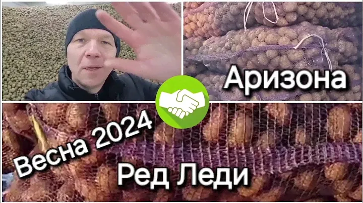 16 марта 2024 г. Продажа картофеля оптом Аризона, Ред Леди, Ред Скарлет #картофельурал