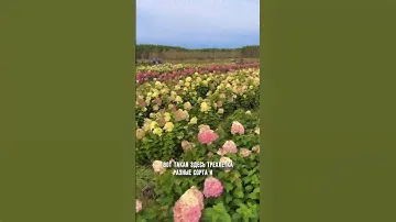 Только опт,вся инфо на сайте #ландшафтныйдизайн #питомникрастений #nursery #plant #hydrangea