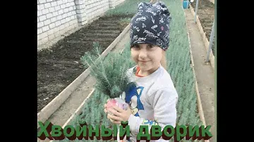 Выкопка, упаковка и отправка сеянцев ели голубой (3-х летка). Сеянцы голубой ели - осень 2019