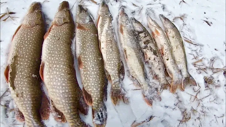 РЫБАЛКА НА САТАНУ!!! 👿 🎣🔥 #клеваярыбалка #югра #сатана #русскаяфишка