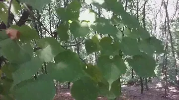 В поисках самой большой липы региона:)
