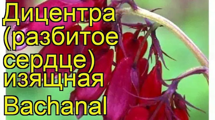 Дицентра изящная Бачанал. Краткий обзор, описание характеристик, где купить саженцы