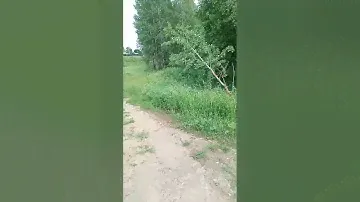 электричка эд4м сообщением куровская-москва каз. едет по перегону 52км. грузовой поезд