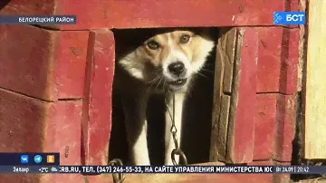 В Башкирии медведи терроризируют жителей села