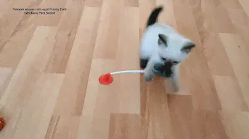 Как тайские котята, возрастом 1,5 месяца, играли мышкой игрушечной на присоске! Тайские кошки   это