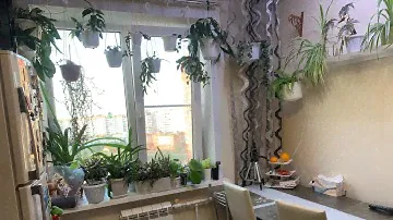 Цветы дома. Растения на кухне. Зелёный уголок 3.
