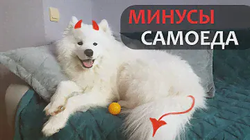 ТОП - 5 минусов САМОЕДА | Всем, кто хочет БЕЛОЕ ОБЛАКО