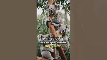5 Удивительных Фактов об Австралии 🐨 #factshow факты #Австралия #Кенгуру #БольшойБарьерныйРиф #Улуру
